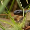 Pakobra paskovana - Notechis scutatus - Tiger snake 8017